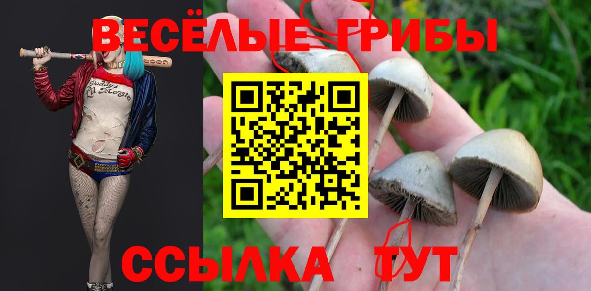 Псилоцибиновые грибы Cubensis Шали